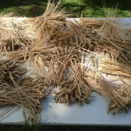 Dožínky ErntedankWiese Patzmannsdorf